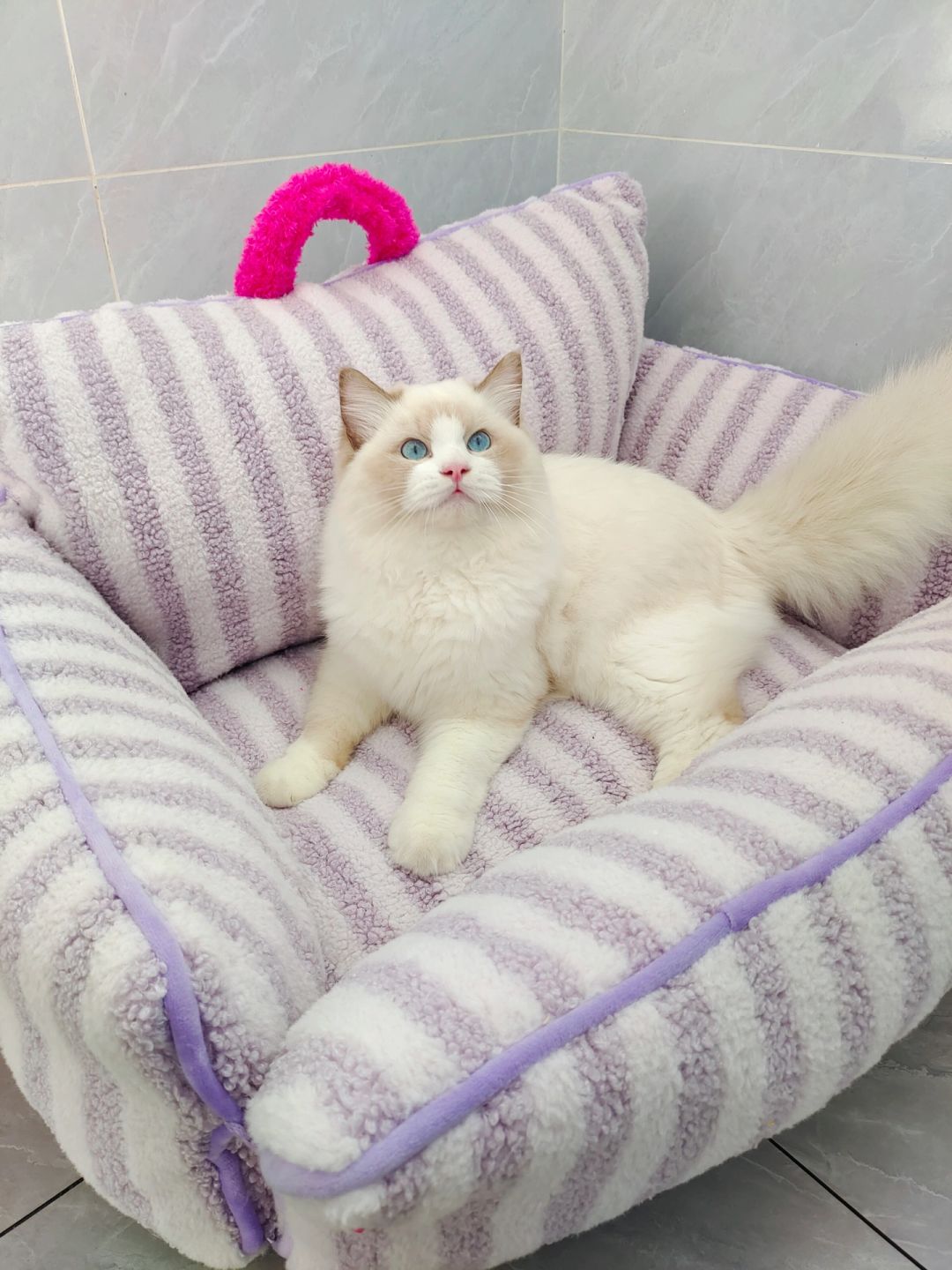 猫猫我呀！可以实现躺平自由啦💓