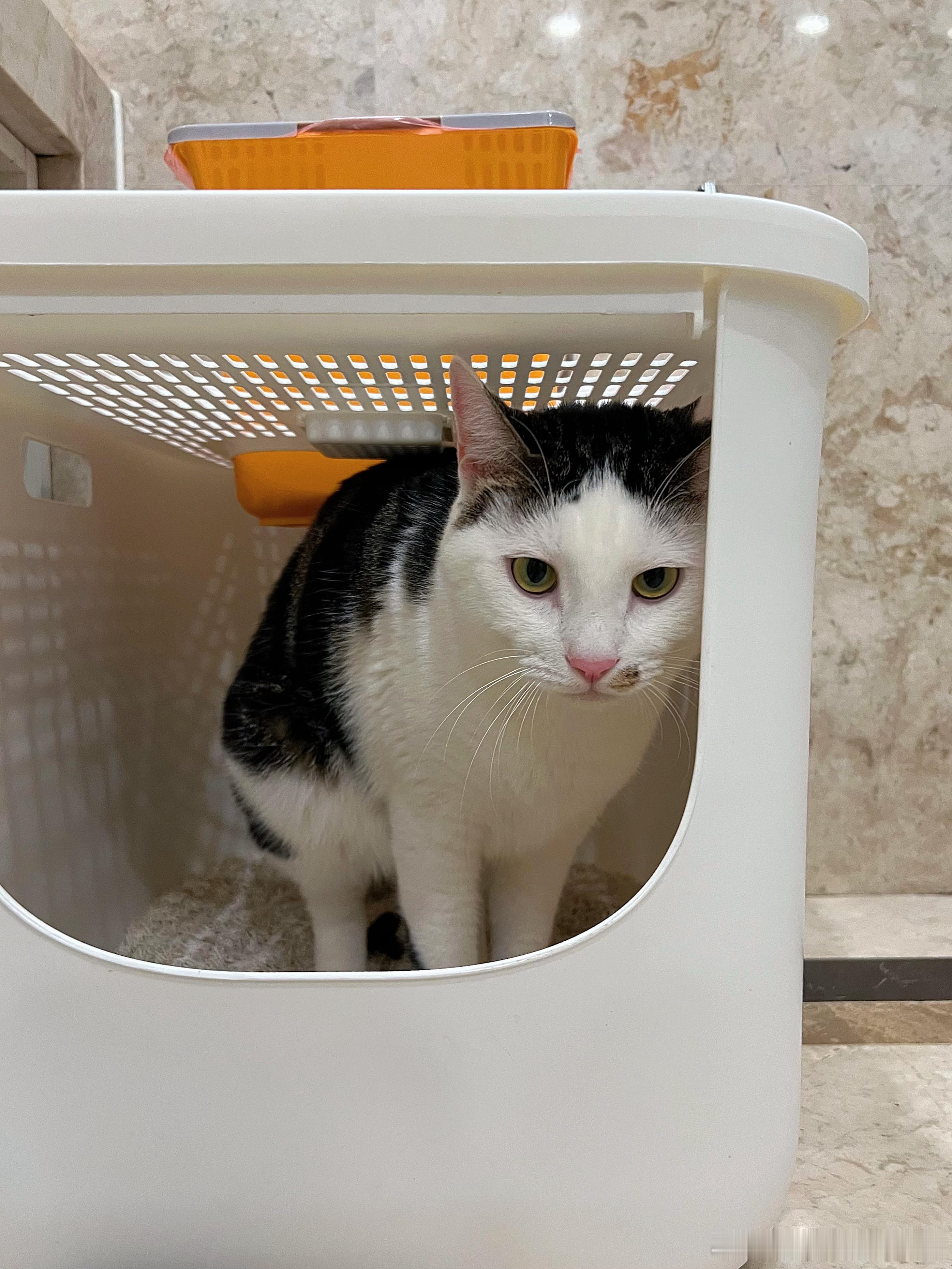 只要看见小猫在猫砂盆里拉屎撒尿我就想表扬一下，简直就是ptsd了我[苦涩] ​​