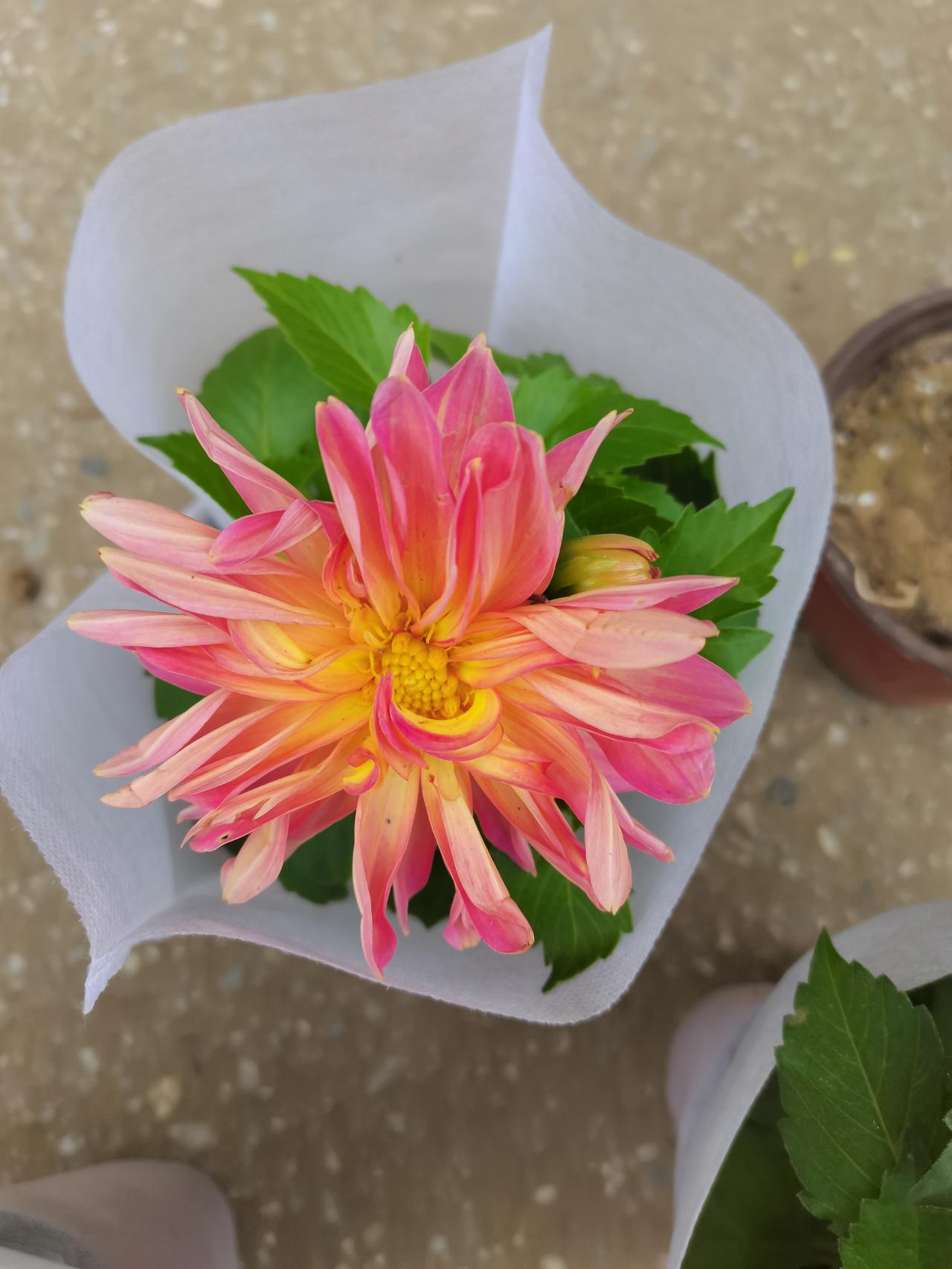识花君给出的答案是大丽花，售花者称为小太阳花。
漂亮吗？