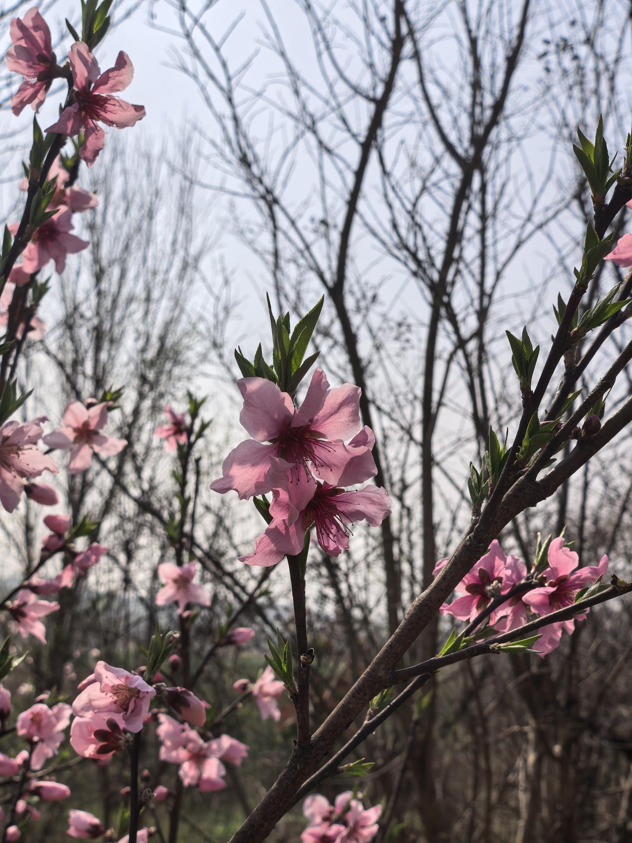 春暖花开，惠风和畅，杏花已过，桃花正浓，周末休闲时光，小村庄河塘边找个石凳晒晒太