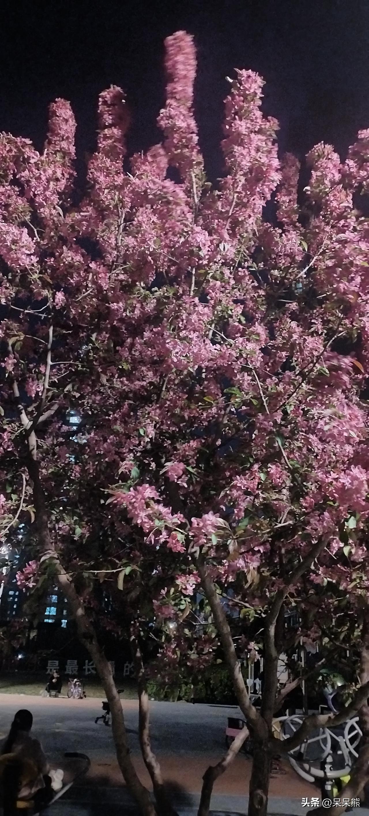 我把春天请进家
晚上吃多了，于是到外面溜达溜达，不冷也不热的天气，真叫人舒服。