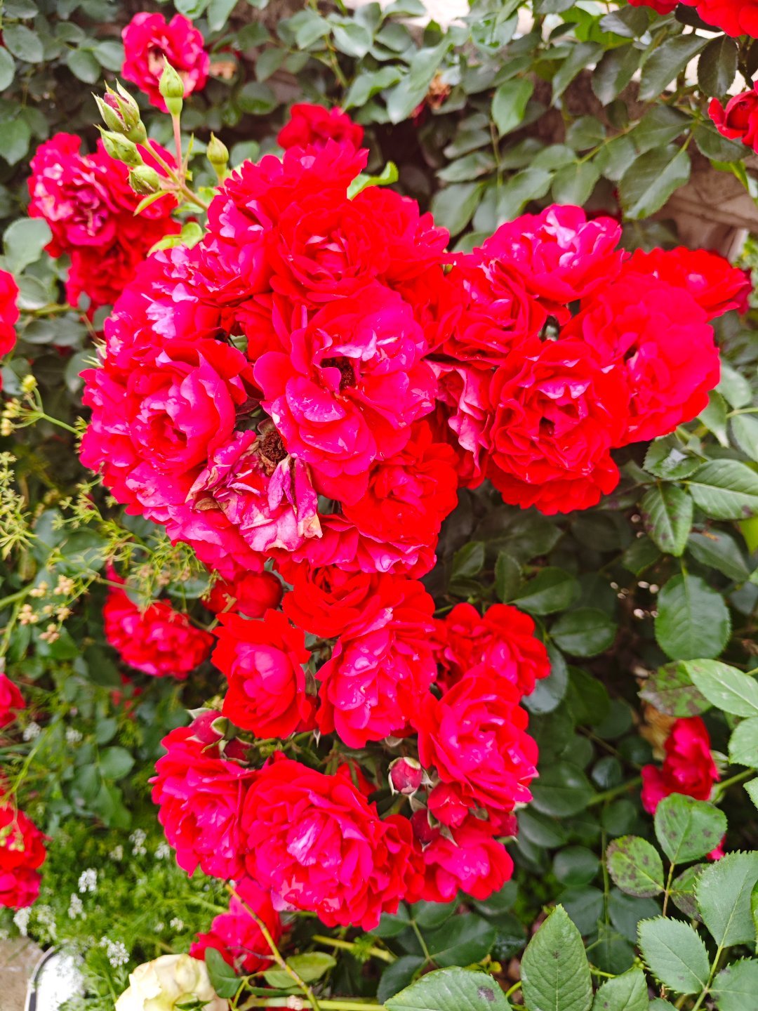 不必完美也很珍贵,不必耀眼也很明媚,认真生活,微笑面对,你就是最好的那位。  重