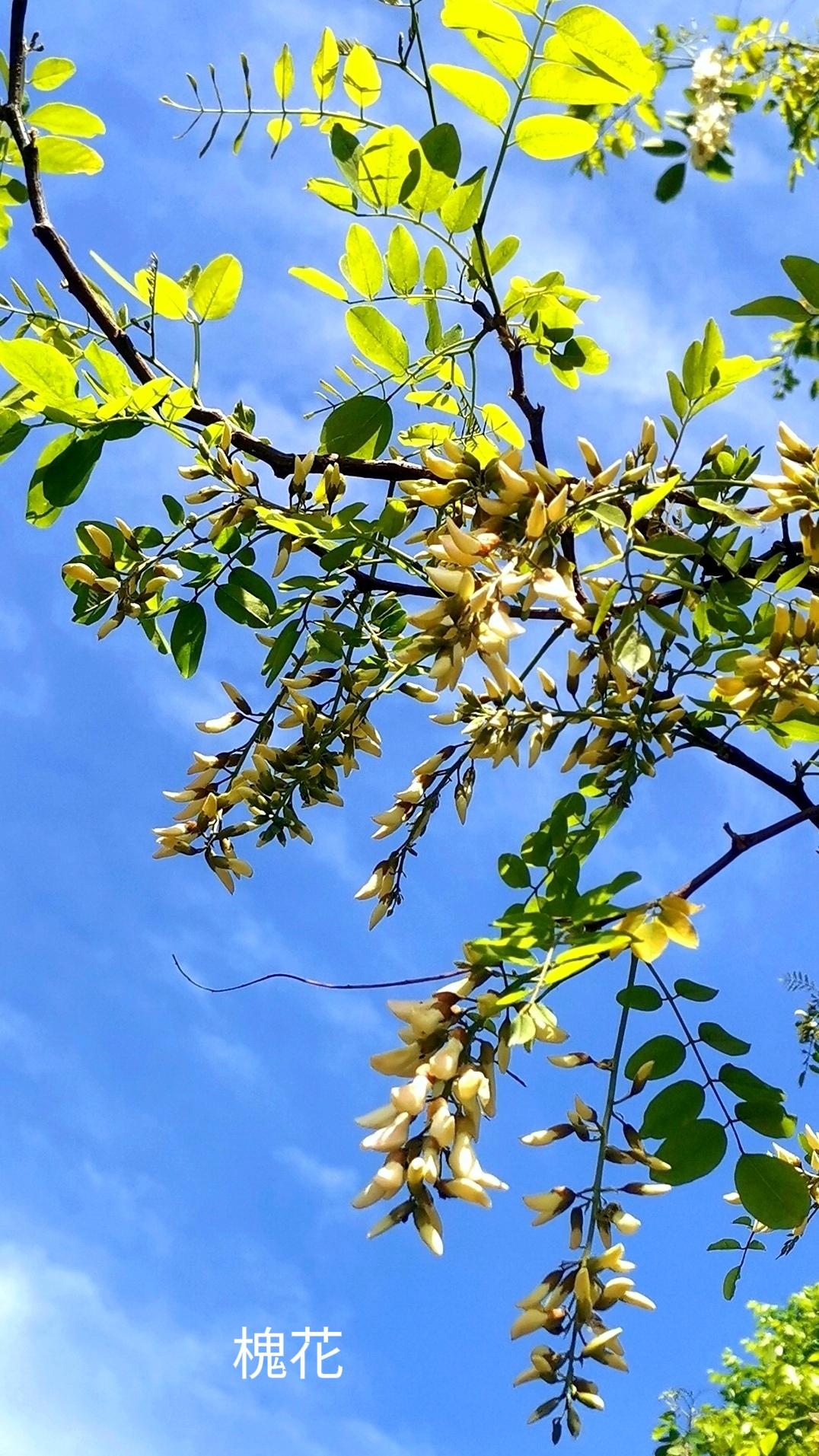春将尽，花未歇，
草木青青，绿色正浓。
春老余香在，夜短日渐长。