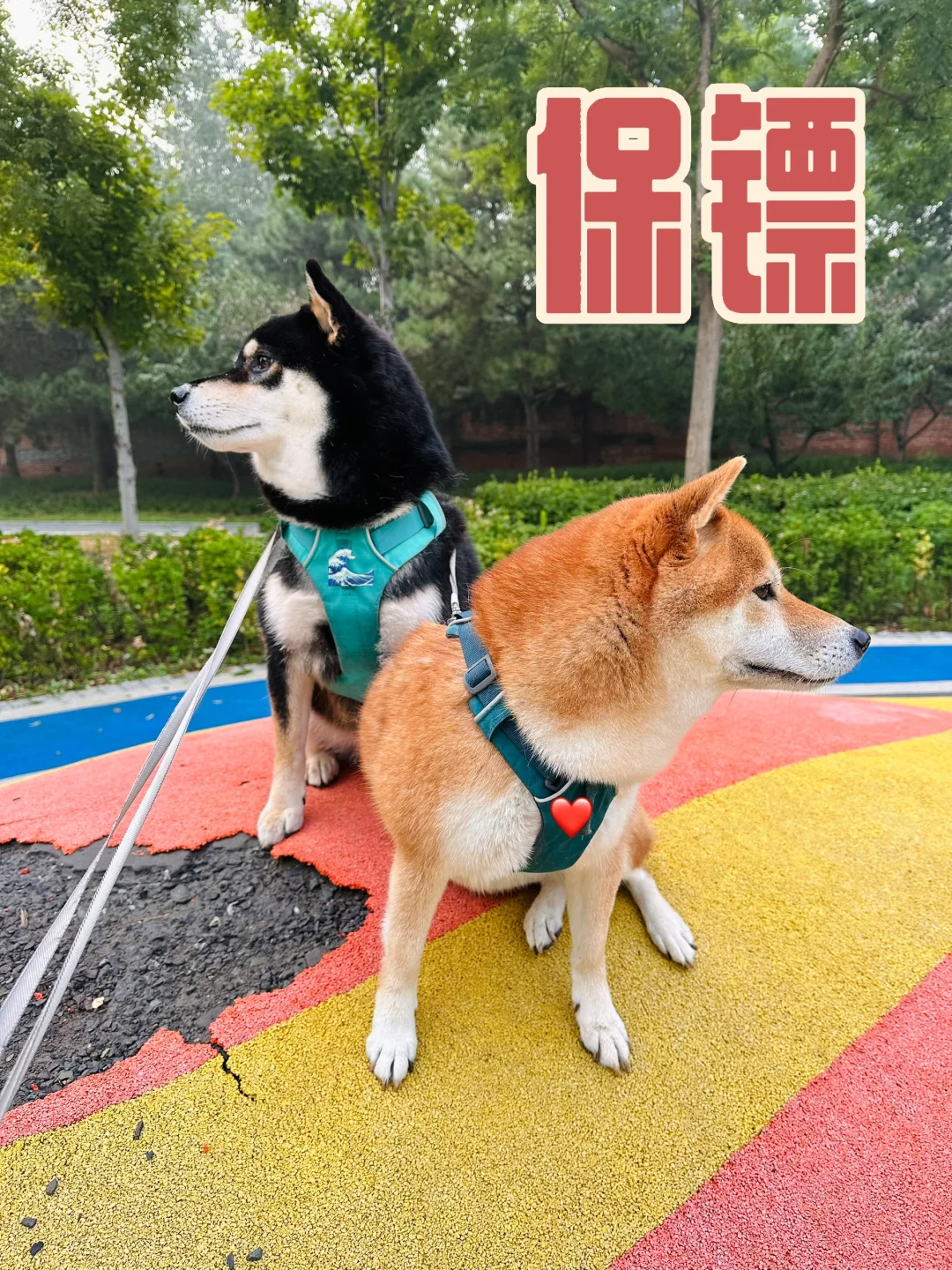 每天在公园里当npc