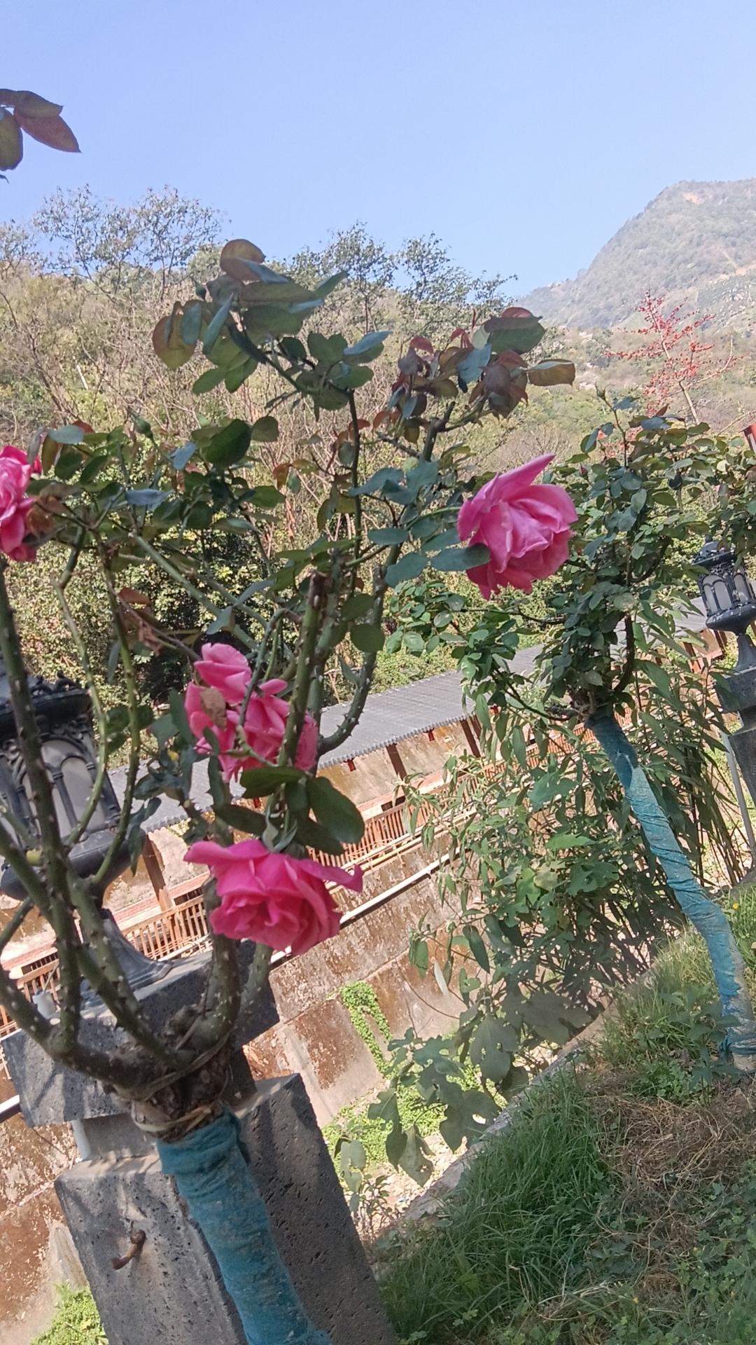 粉嫩玫瑰盛开，山间美景尽收眼底🌸🍃
