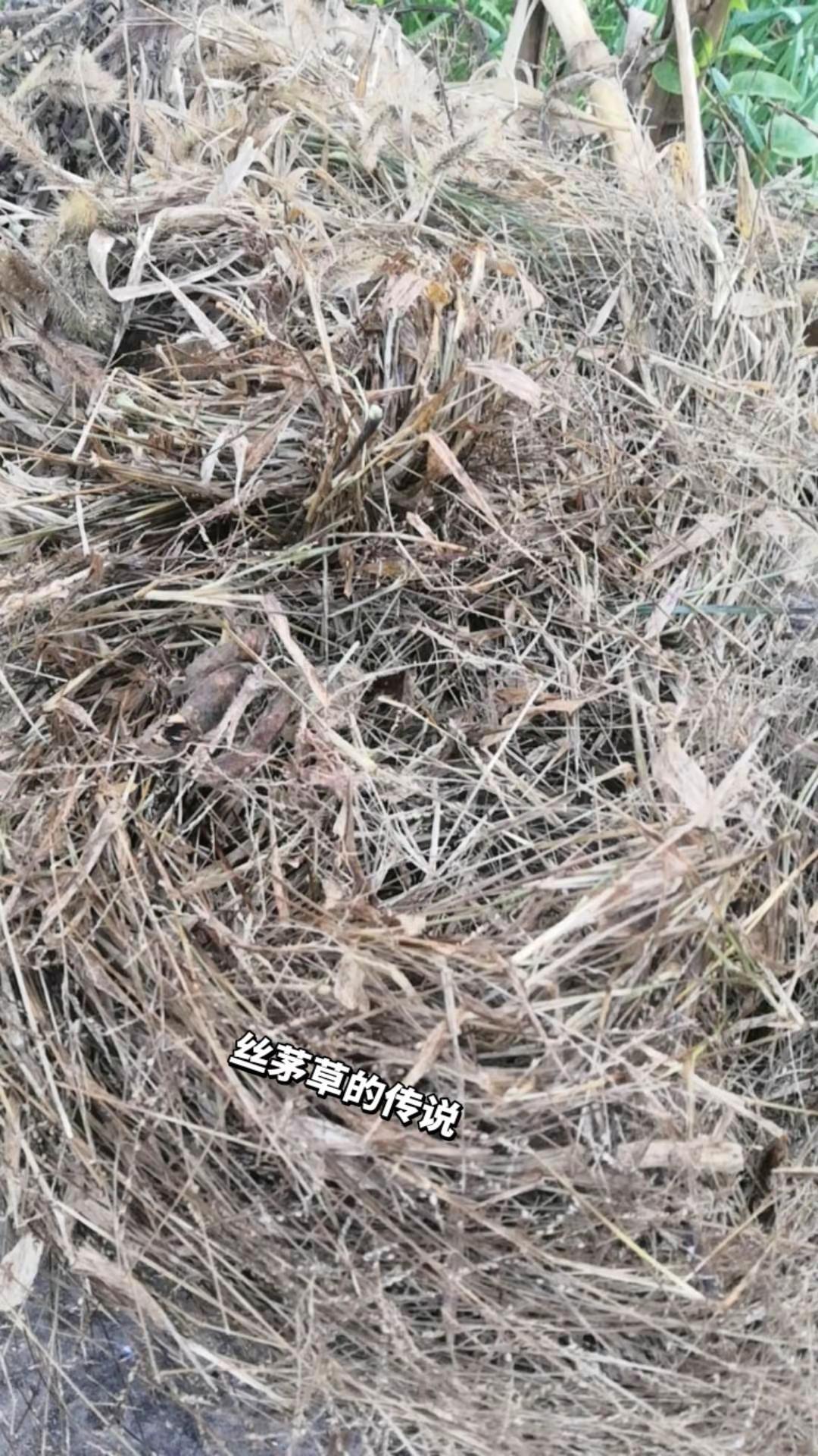 丝茅草的传说，每一种草，每一个生命都有它动人的故事日常生活 记录我的生活