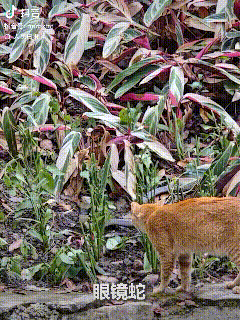“这只橘猫火了！”广东广州，一位市民散步时撞上了一条眼镜蛇，眼看它要爬到主路上，