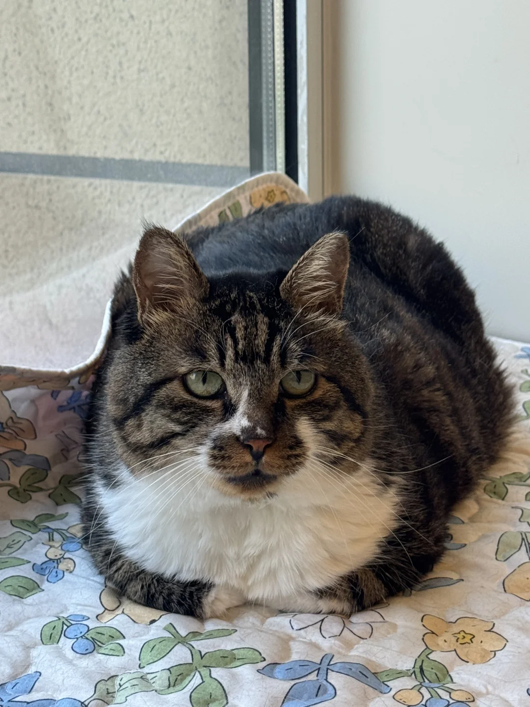 短短的手 揣在胸前……