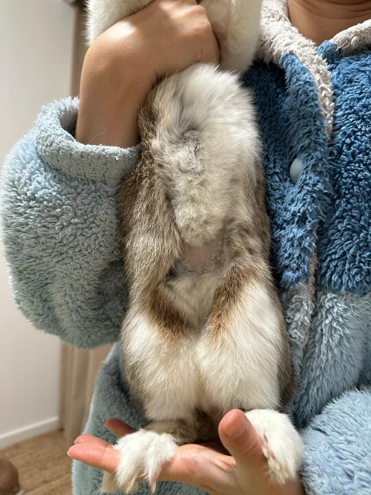 还差一点点毛就长好了