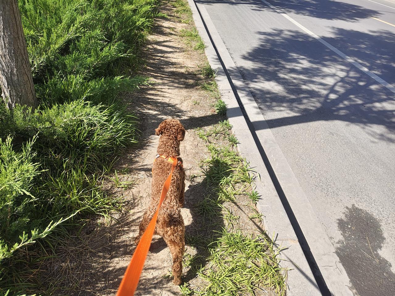 家里两只小狗，性格脾性不同。

小马犬豆豆就是个社恐，从来不愿出门。

在车上它