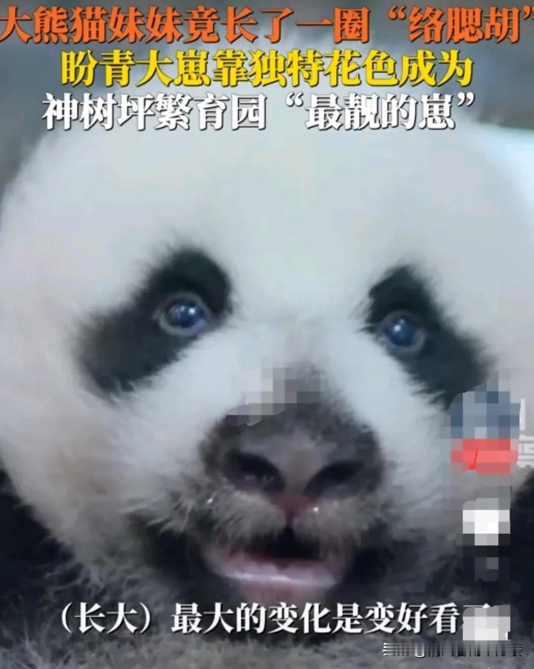四川神树坪大熊猫繁育基地，大熊猫盼青的幼崽，小熊猫竟然长了一圈络腮胡。
小熊猫虽