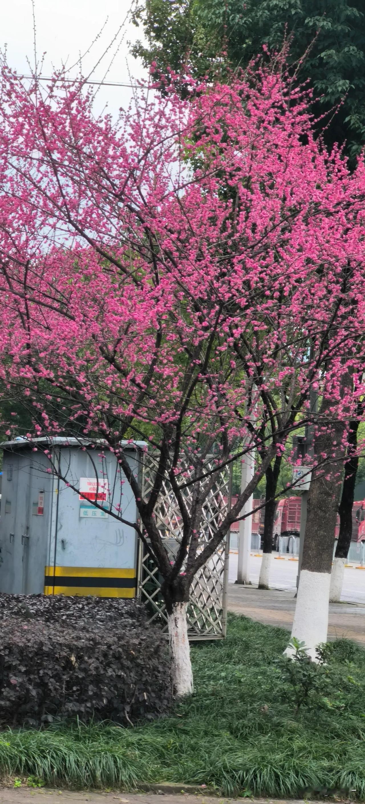 你信吗？
下图的梅花是南方小城市的马路绿植之一。
不得不承认，它就是南方马路边上