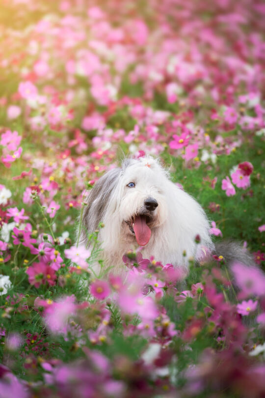 在南宁！抢在百富剃毛前拍到了绝美花海🌸