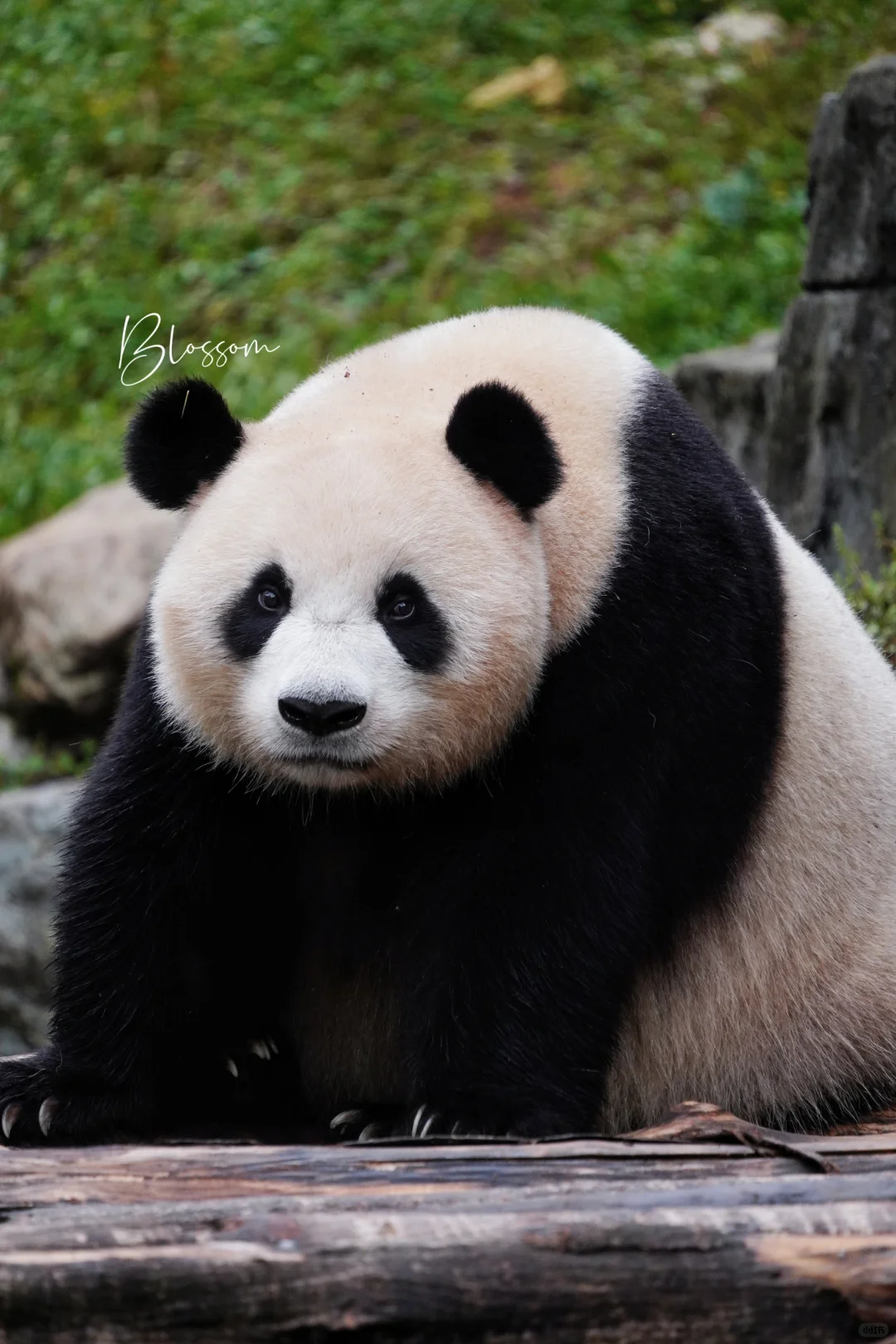 240831 潘旺肉duangduang的