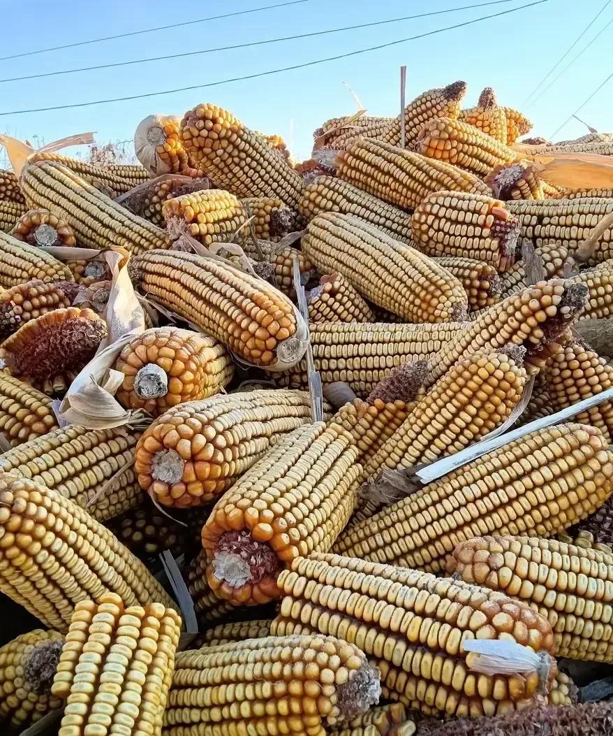 长岭县玉米价从七毛八一路蹿到九毛三，不到俩月涨了近两毛。
去年这会儿卖七毛还得求