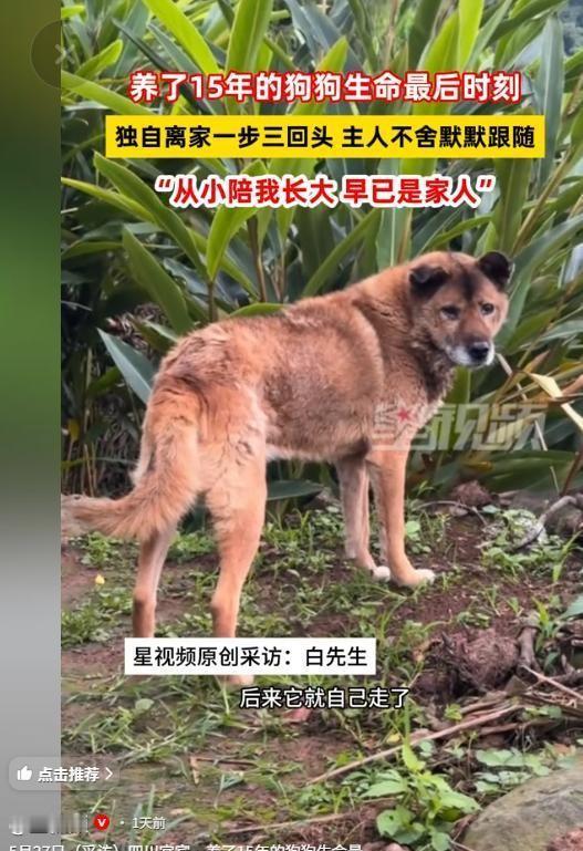 5月27日，川南宜宾，清晨五点。村子还没醒透，空气湿冷，带着薄雾。老宅那扇木门“