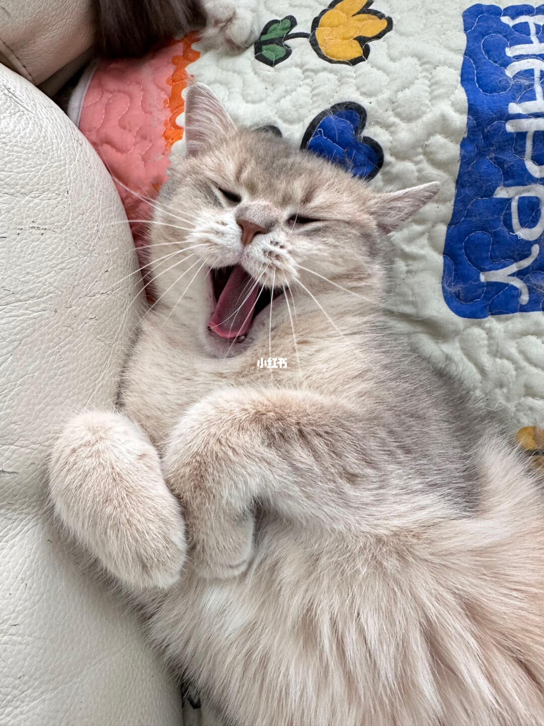 睡不醒的小猫咪 我的治愈系猫咪