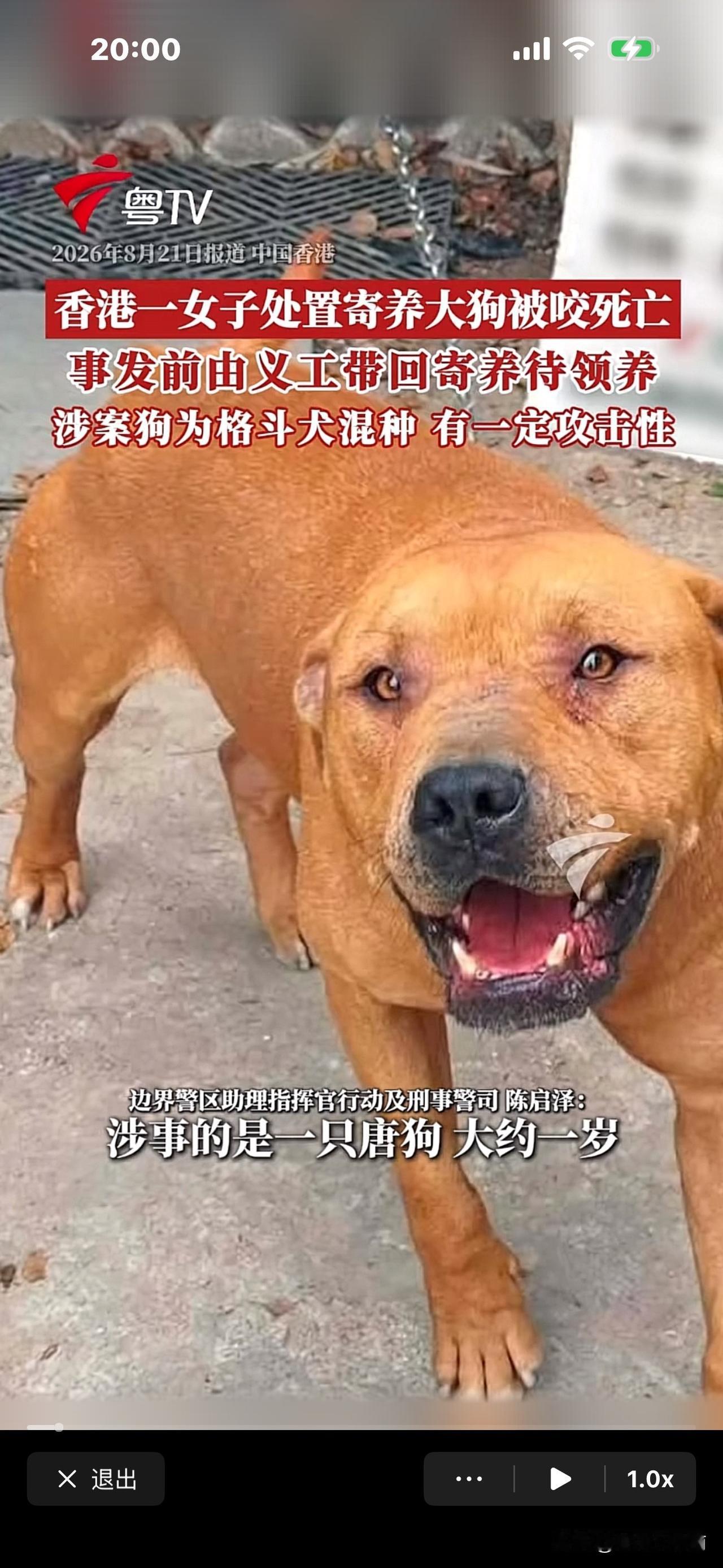 就是这只大狗，咬死了33岁的香港女子！
警方说它是一只格斗犬，
当时，黄小姐想把