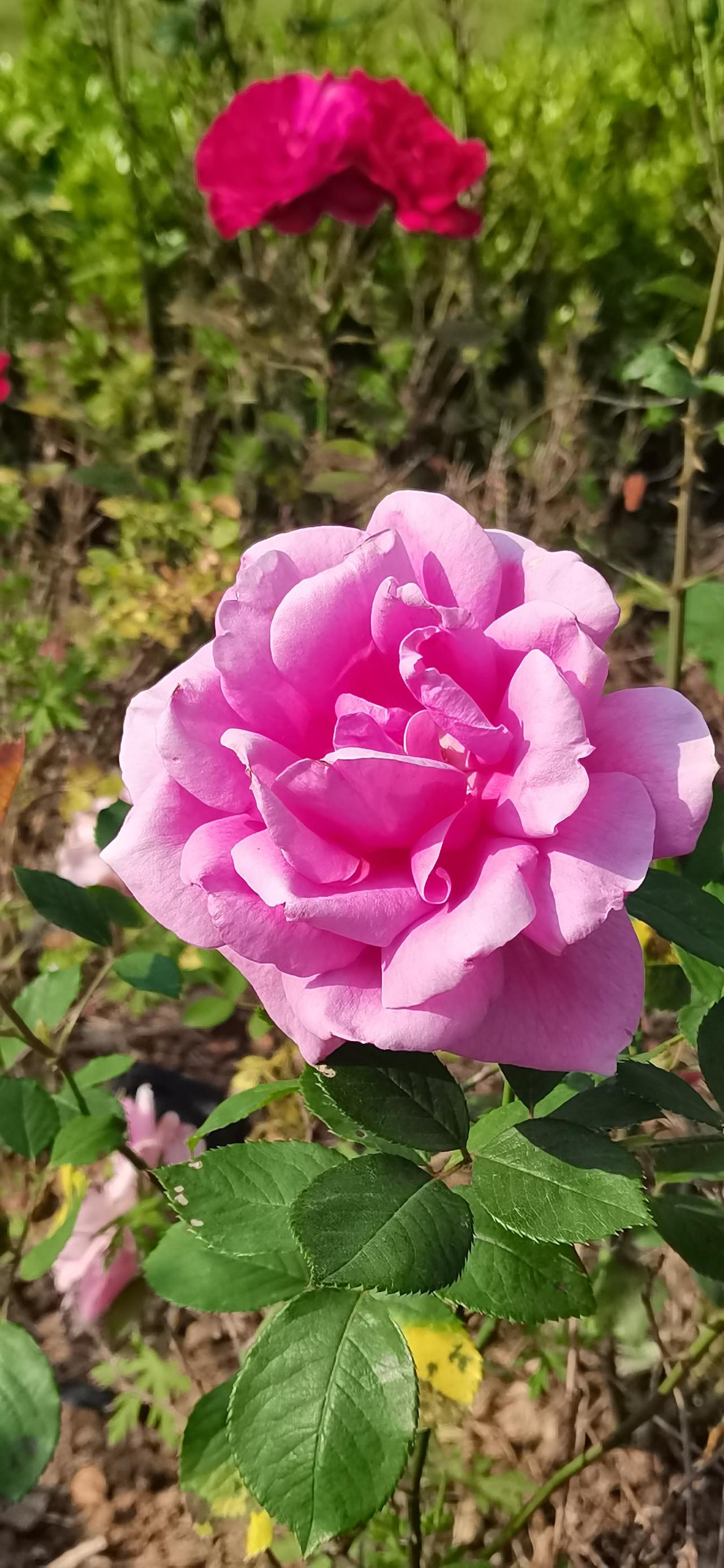 上班特地早走10分钟，漫步在校园里，满眼的花花草草，很是喜欢。