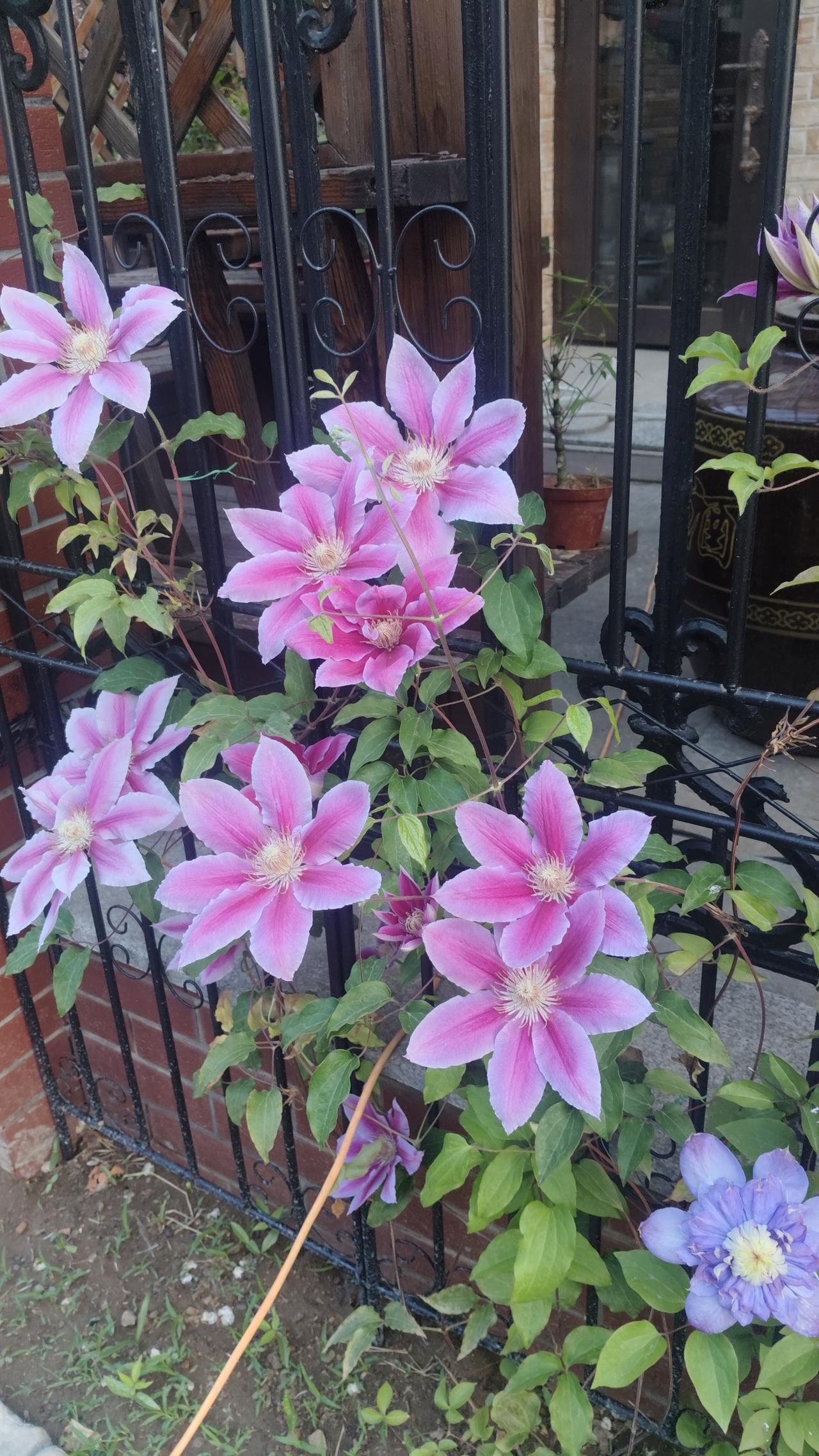 ，什么花都行