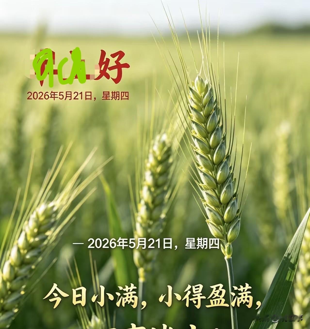 小麦开熟 风吹麦浪
