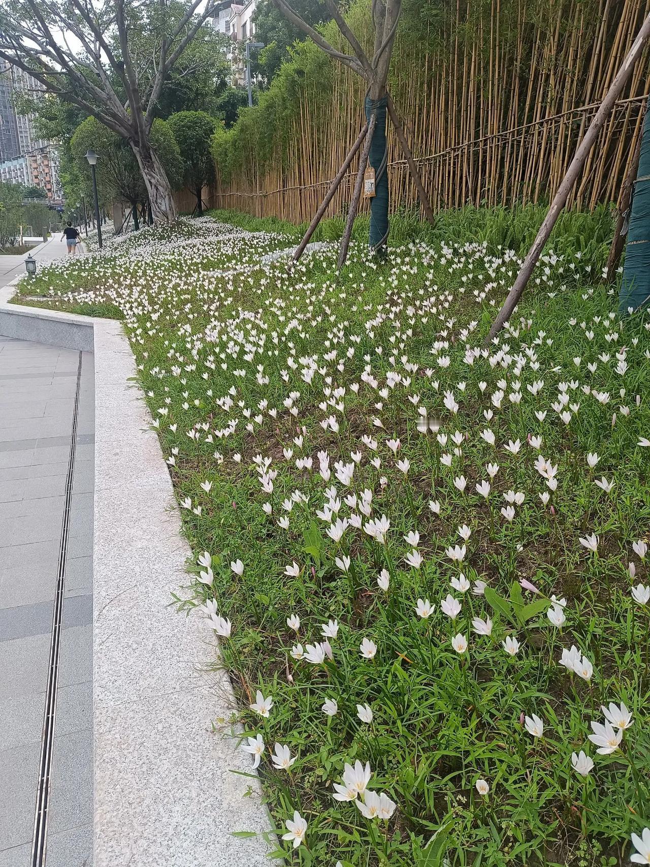 上证指数和深证指数都有5分钟级别的回调需求，但不排除1分钟级别下调后继续上走，这