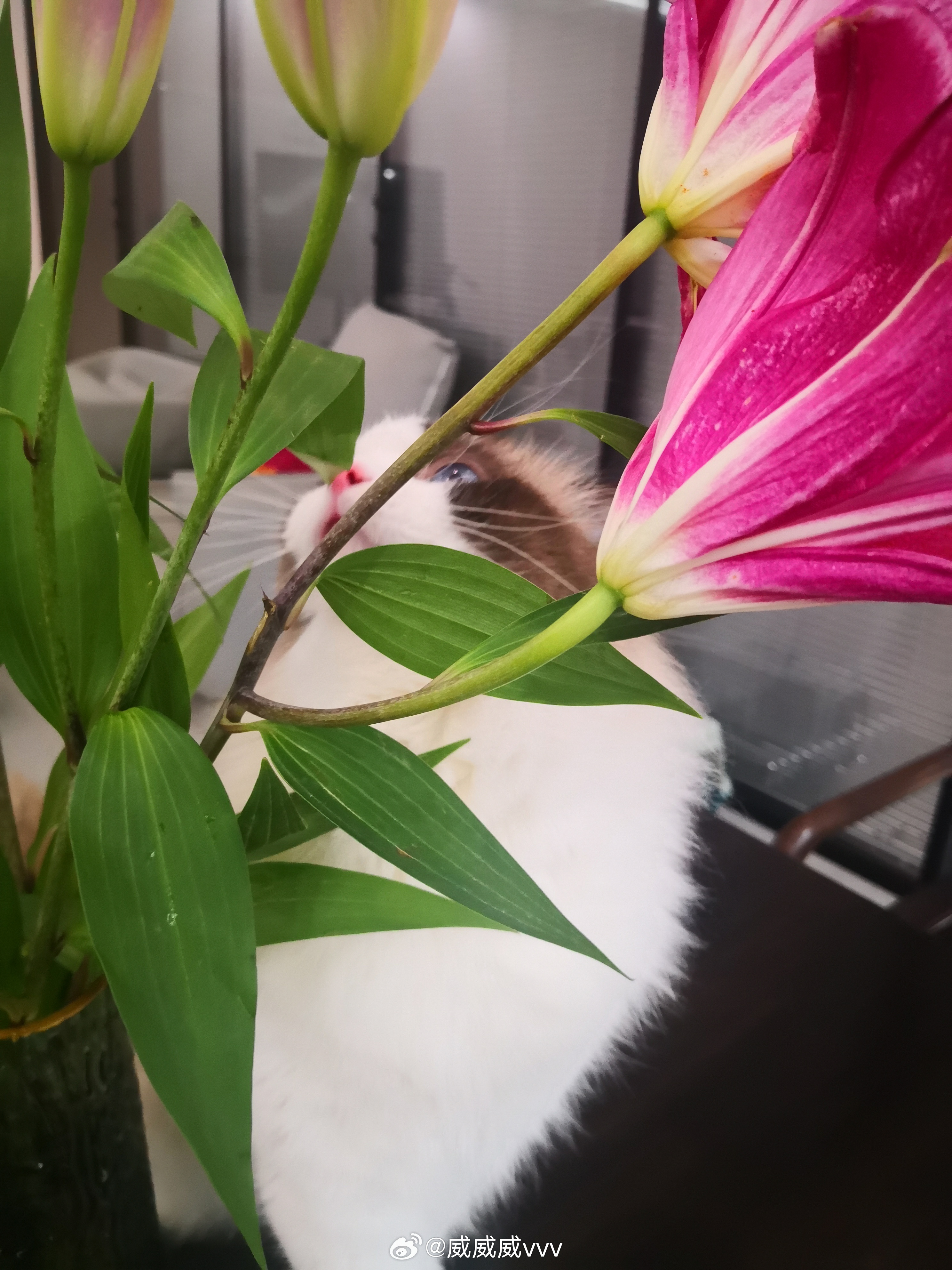 不是我，我在接客赏花 ​​​
