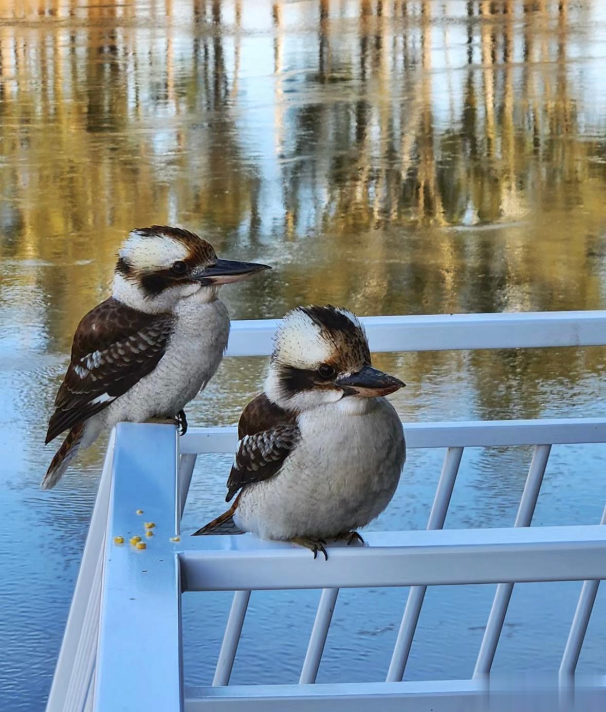 #鸟粉投稿# 家门口的【笑翠鸟】每天准时过来站岗 ​​​
