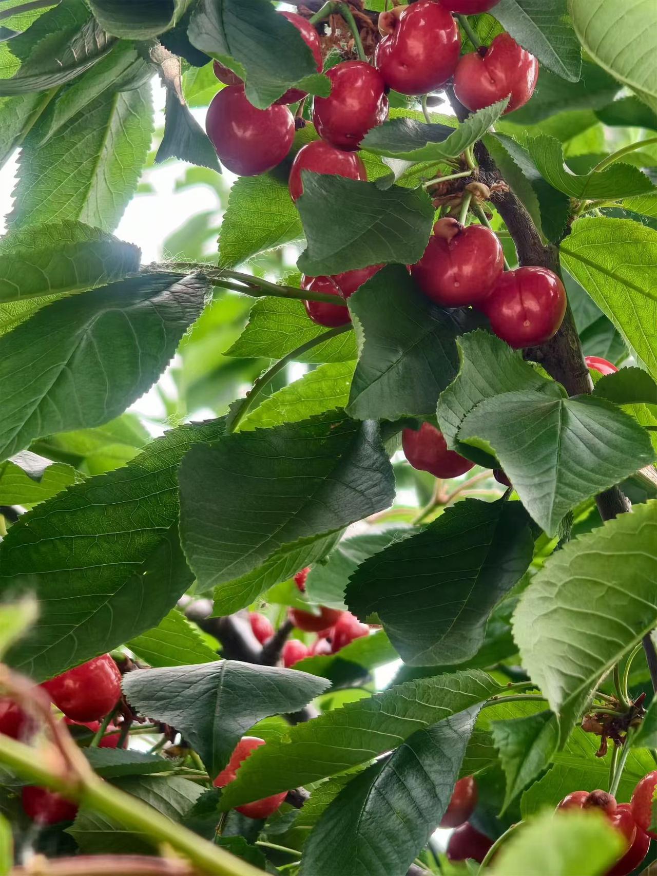 真心话茶局满树樱桃红透，像揉碎的星光落进绿叶里，酸甜的夏天就藏在这一颗颗饱满的果