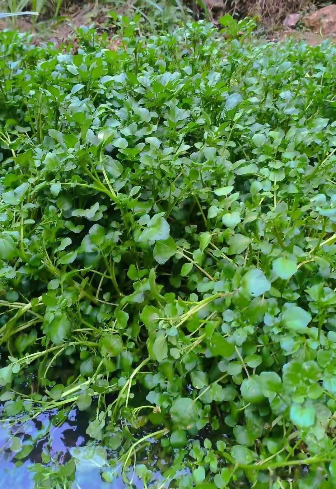 西洋菜的学名叫豆瓣菜。
为何豆瓣菜叫“西洋菜”，其实和葡萄牙人有关。
在20世纪