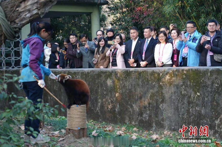 哎你们听说了吗？上海和台北又要“互换礼物”了！

上海动物园要送两只小熊猫去台北