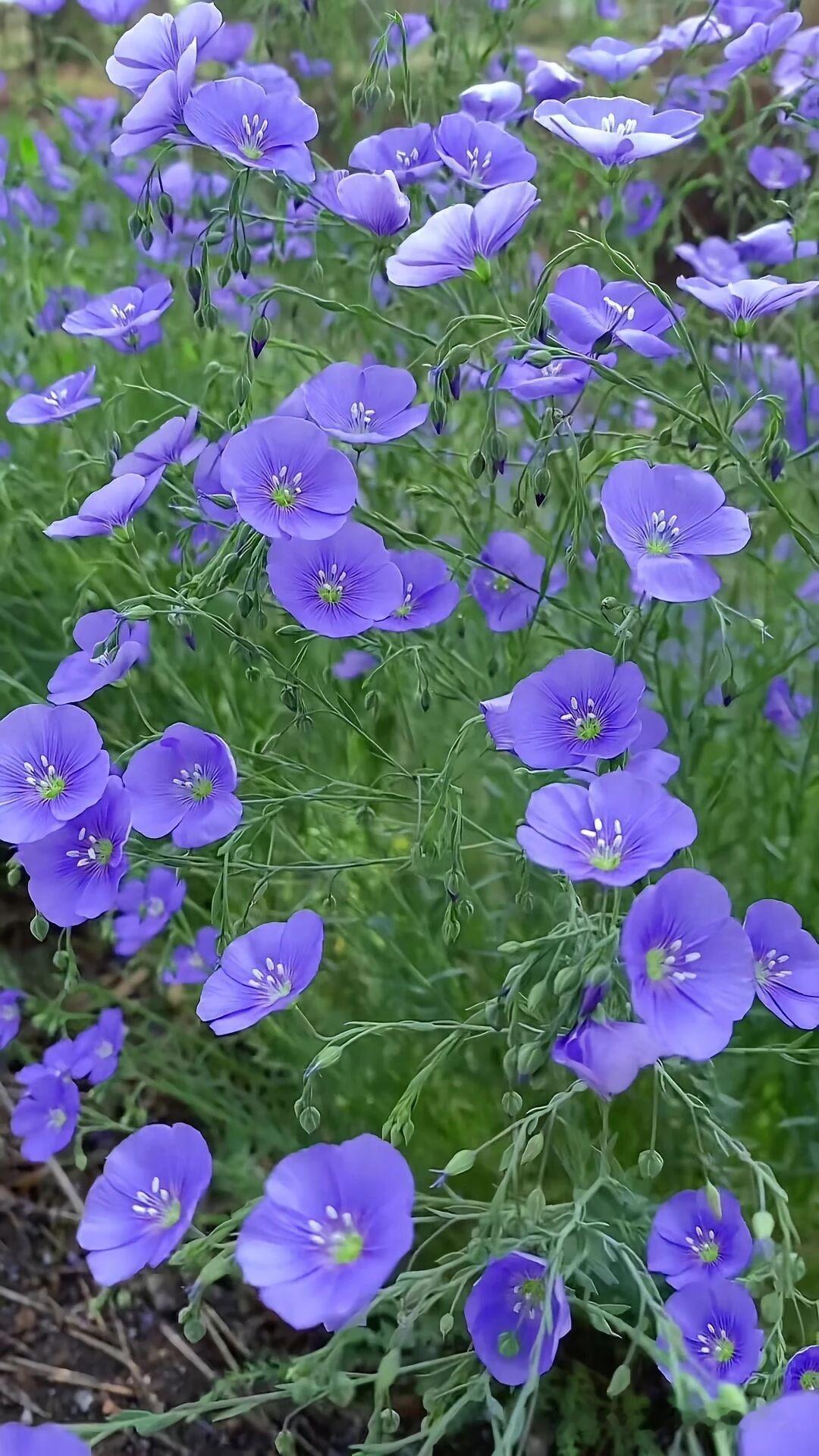 这片花海好美，像紫色的海洋。