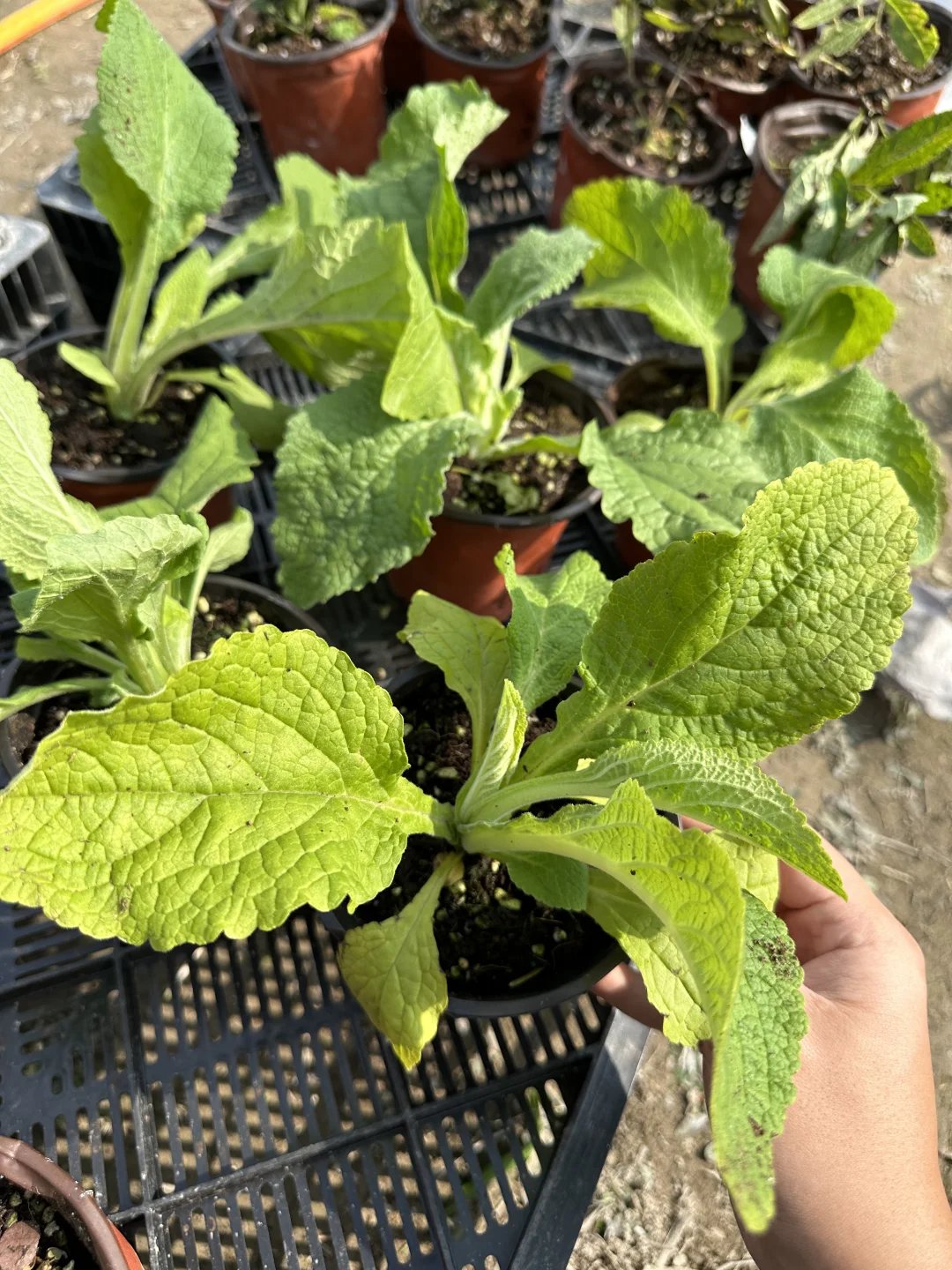 植物开箱：毛地黄