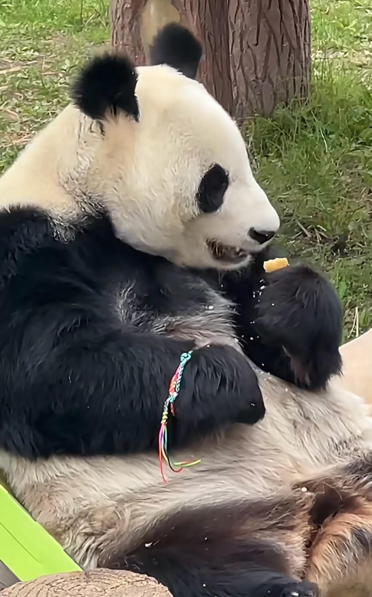 大熊猫端午带五彩绳大熊猫端午带五彩绳 你别说 你还真别说 好可爱这种戴着五彩绳吃