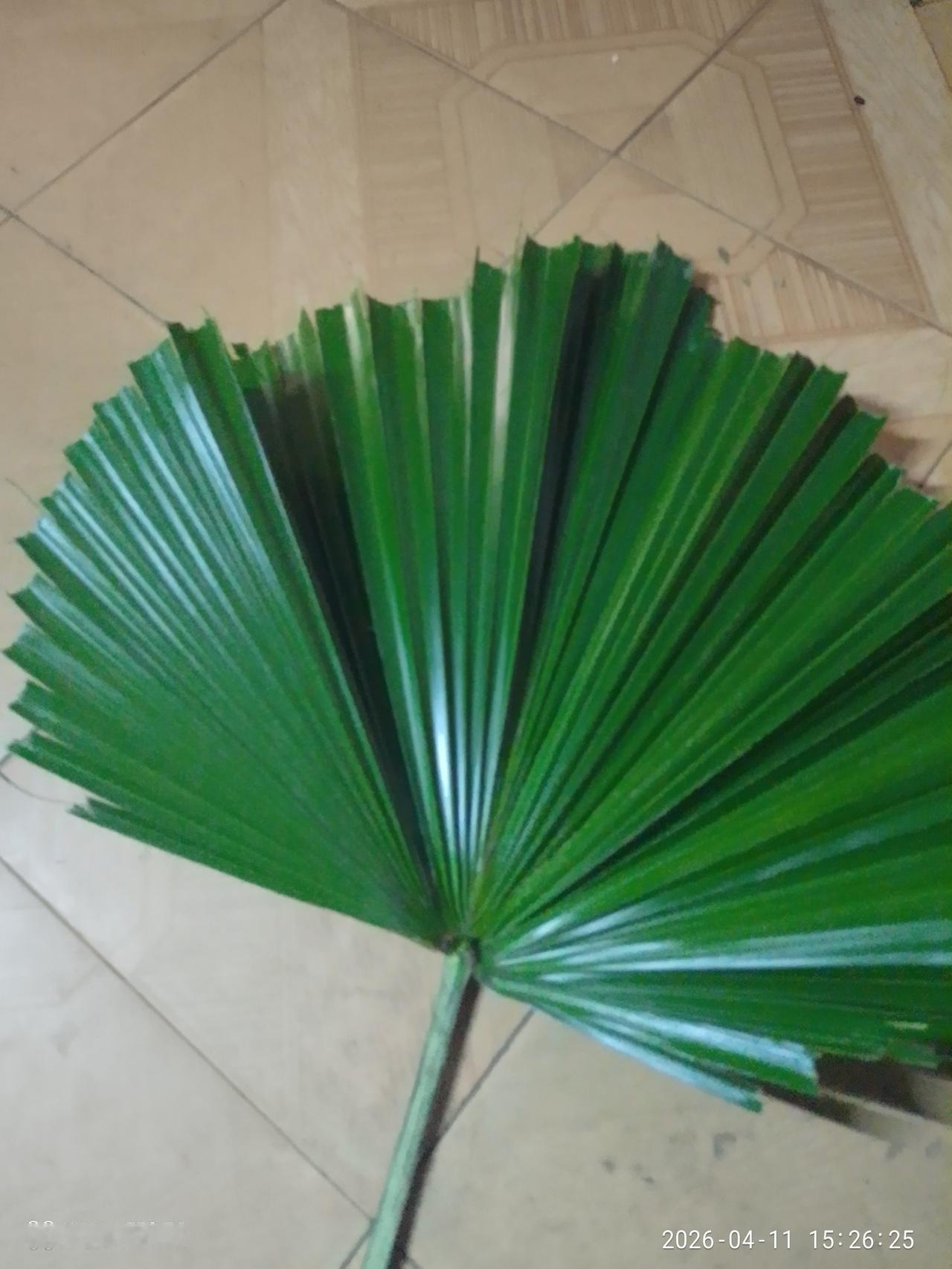 昨天骑车出门兜风，路边成片的棕榈树一下子撞进眼里。
看着这熟悉的叶子，瞬间就想起