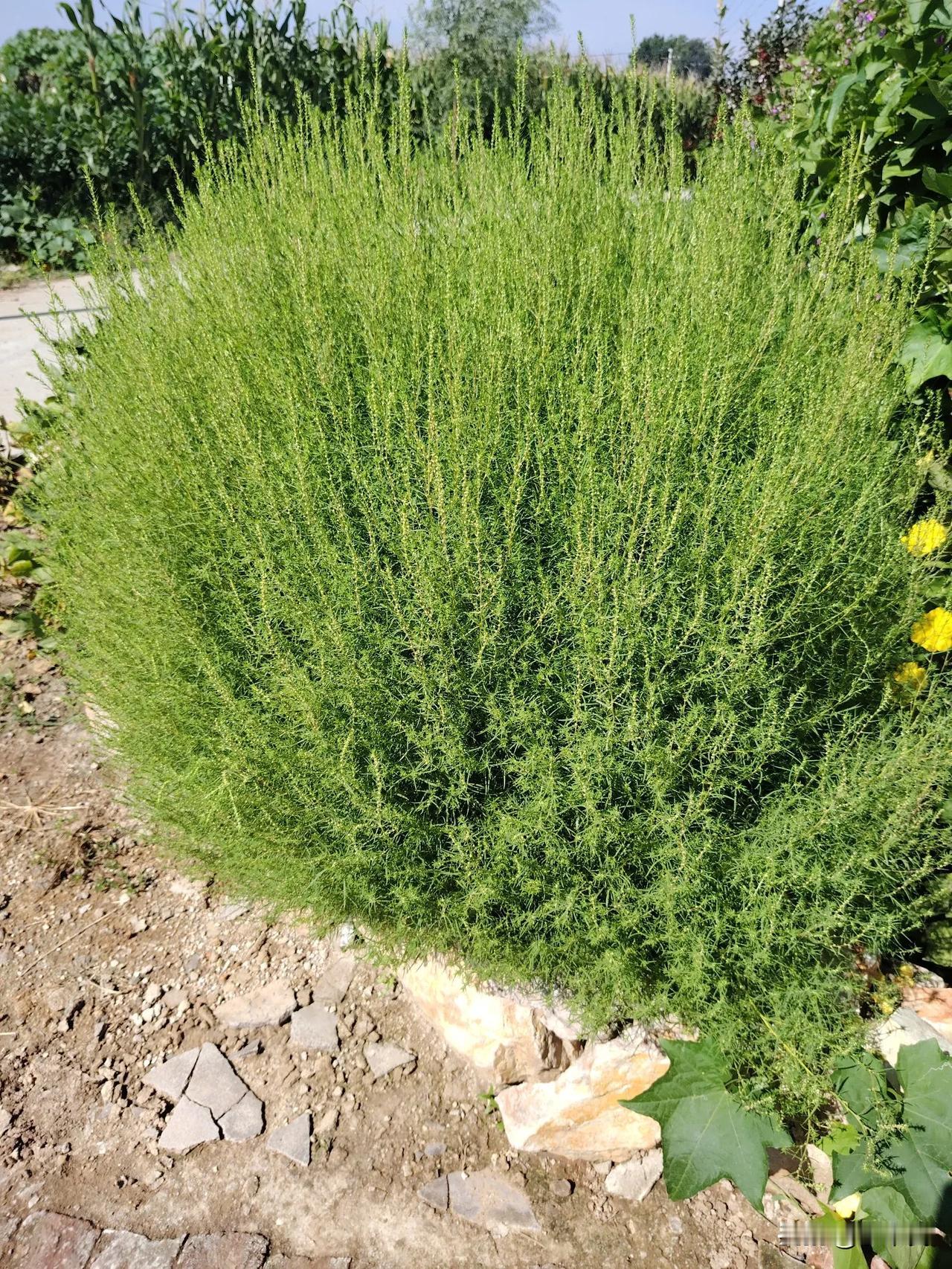我敢说99%的人都不认识这个植物。这是妈妈家门前种的，不知道用来做什么？妈妈每年