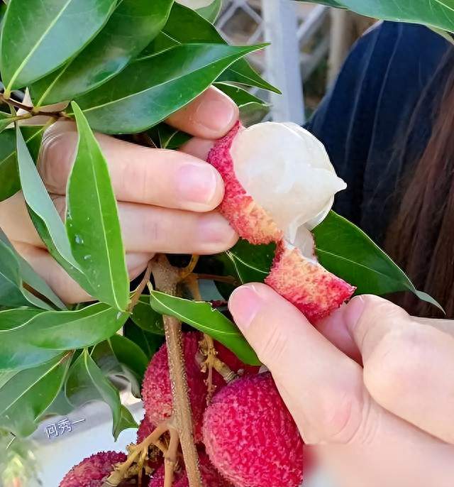 广州一女子，因“顶楼种荔枝”而走红，网友：荔枝大丰收，真壮观