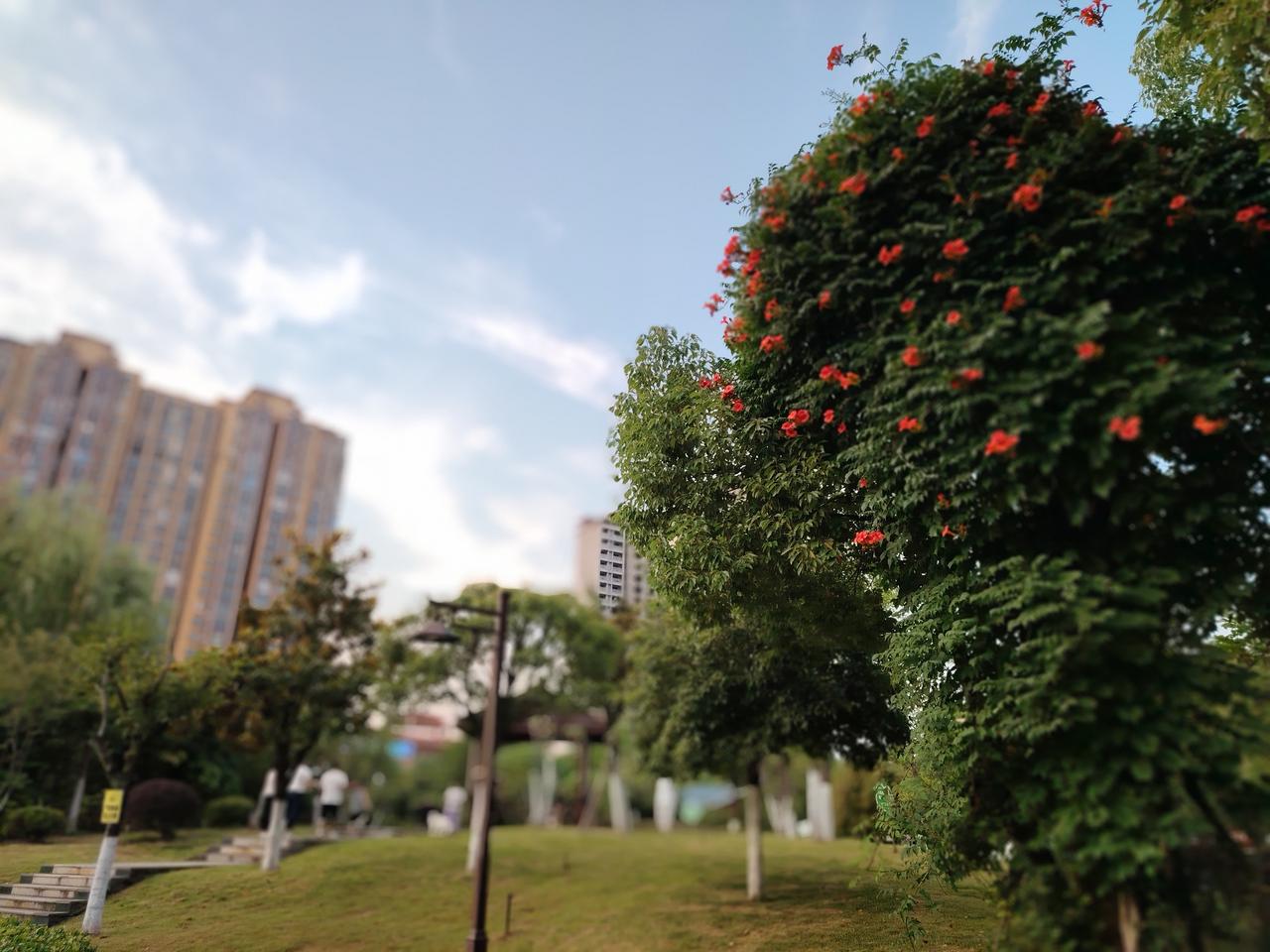 你见过这么高的凌霄吗？