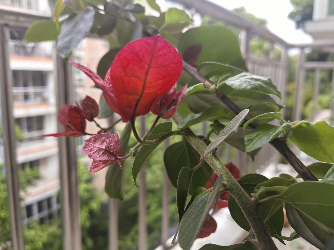 发一张你相册最近拍的花我家阳台的三角梅及含苞待放的芍药花。