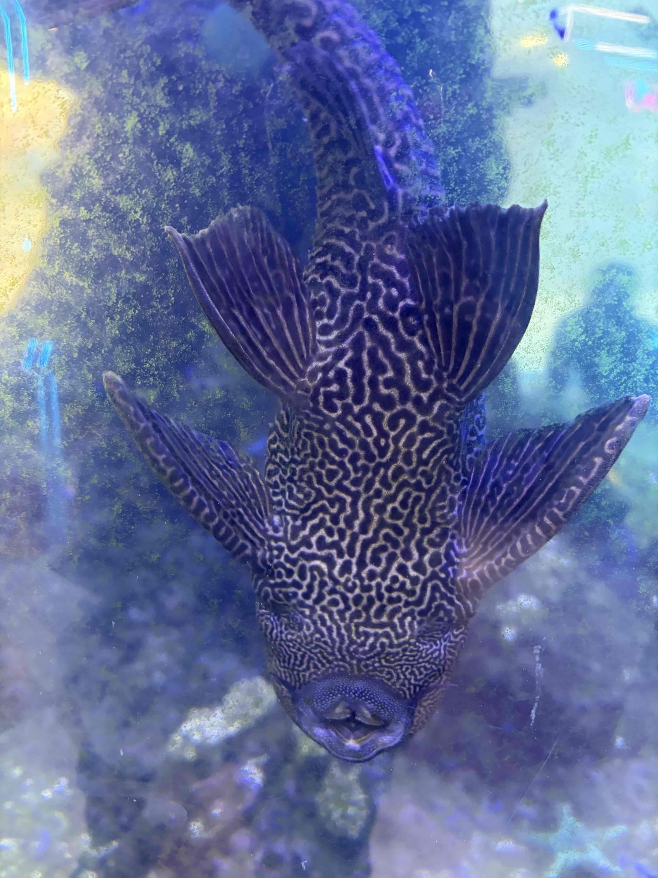 伊朗的指挥官都扑街的差不多了，那下面的部队还会不会继续打？

一个网友说的挺有意