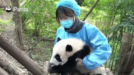 【熊猫宝宝撒娇图鉴】熊猫宝宝在“撒娇赛道”上强得可怕！还有哪些熊猫宝宝的撒娇场面