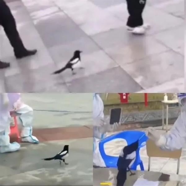 男子拆鸟窝遭喜鹊叼垃圾封窗报复25万热度笑翻天！这位男子拆了喜鹊窝后遭遇了史上最