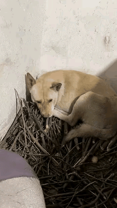 看哭了！重庆林女士去收养亲戚留下的狗狗，
却见它窝在厨房墙角萎靡不振，
凑近才发