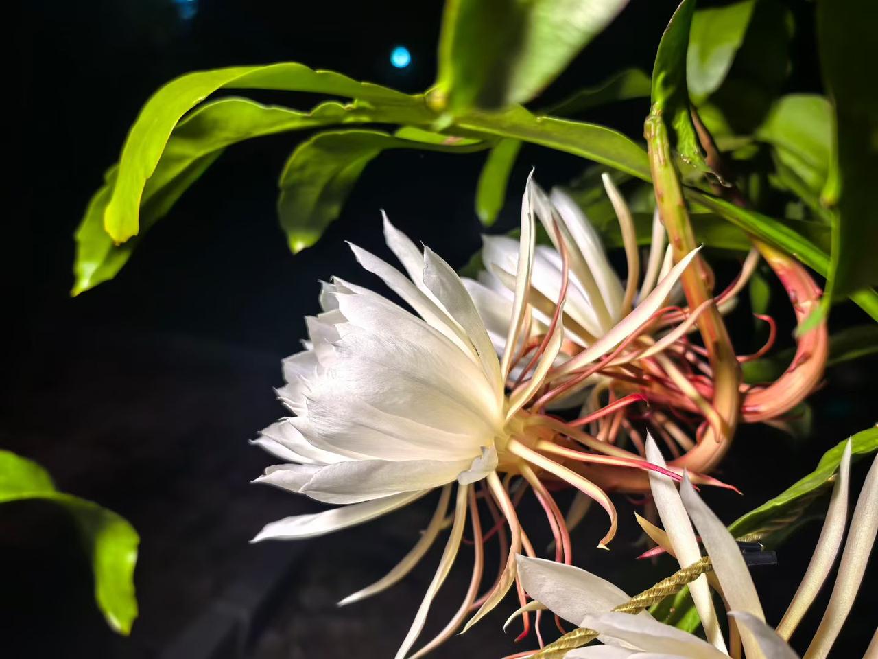 山东济南邹永梅老师写她家的昙花二十一现

老人精心照料的昙花​这一茬共有二十五朵