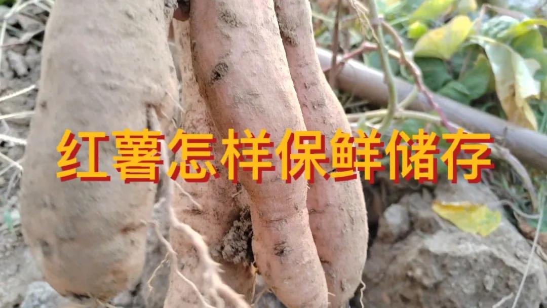 #延长红薯保鲜期的方法有哪些?#延长红薯保鲜期可以从以下几个方面入手。收获时避免