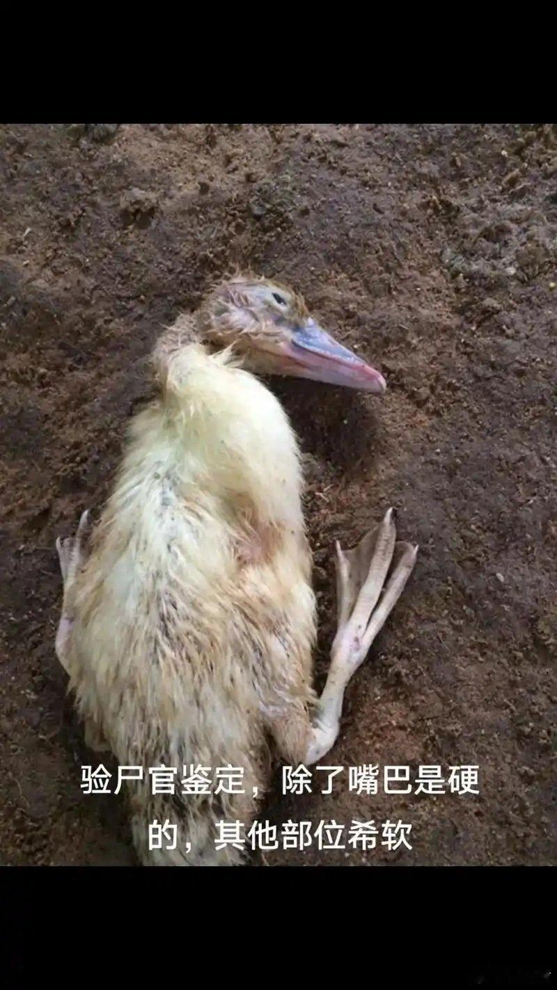 越来越有预感，快船队到12月15日只会做一笔送走保罗的交易，不会有其他的调整，他