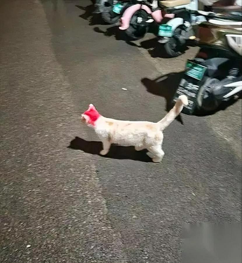 小区遇“染头猫”？女子怒了

她拍下“虐待现场”发网上

没想到评论区反转笑喷！