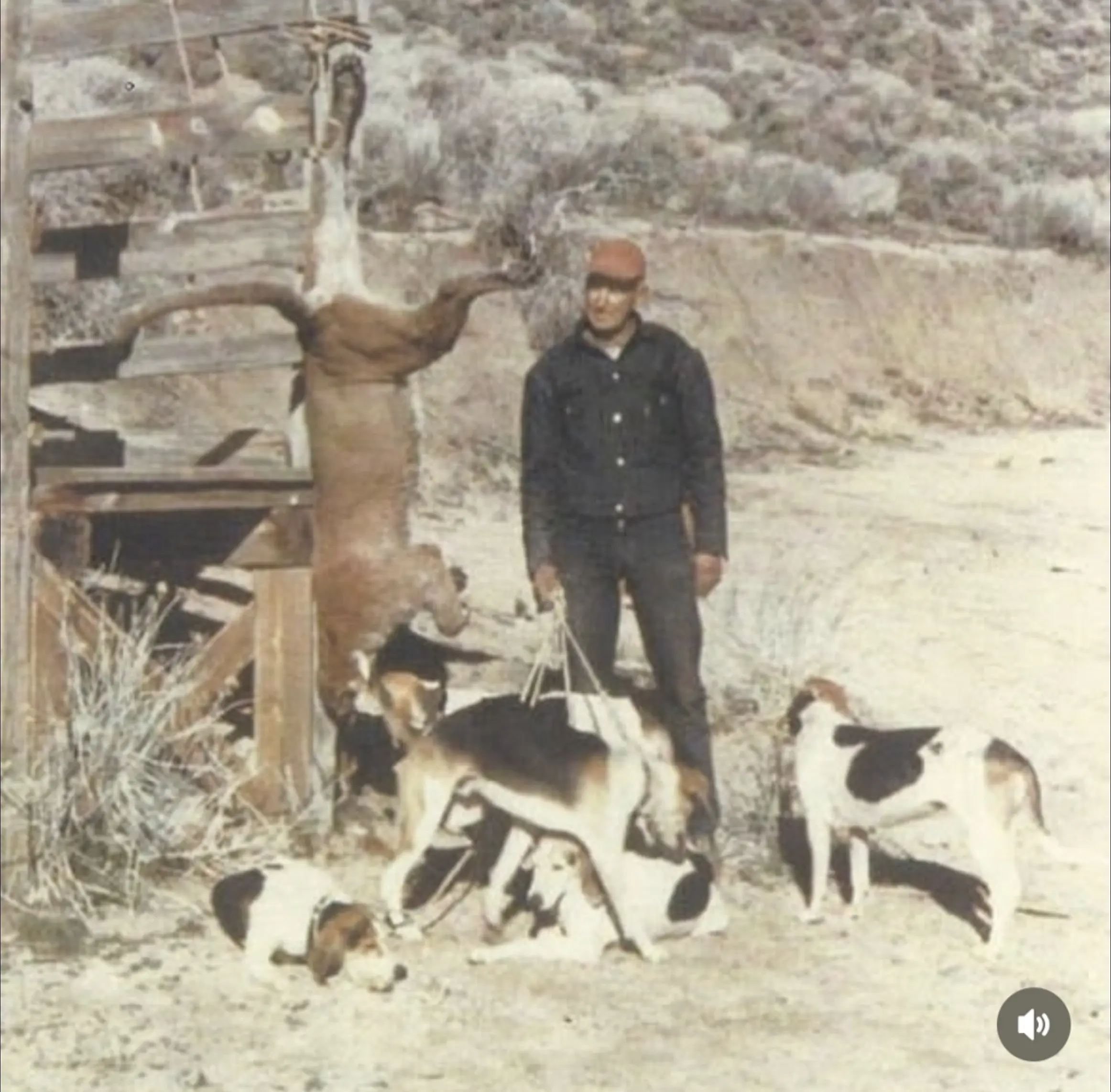 70年代沃克猎犬