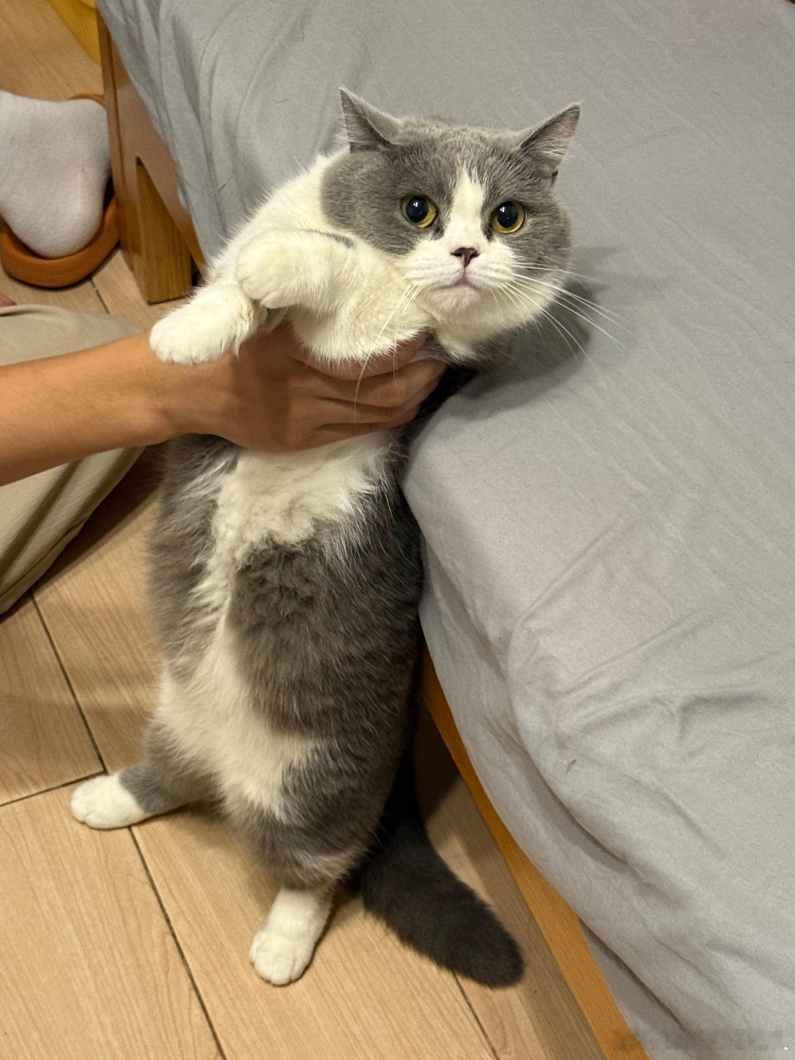 猫咬人后主人将其放生有些网友说放生相当于弃养没有责任心等一些很难听的话，拜托你们