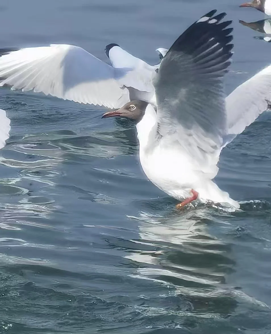 红嘴鸥 	 三月的大理洱海，水色青碧，微波粼粼。晨光自苍山泻下，水面便...